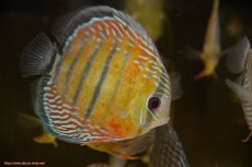 画像3: 【30周年記念セール対象個体】【ワイルドディスカス】【通販】【紅赤必至の産地】ラーゴイナヌ　タイプレッドエディ【個体販売】15-17ｃｍ（生体）ラーゴイナヌ産 (3)