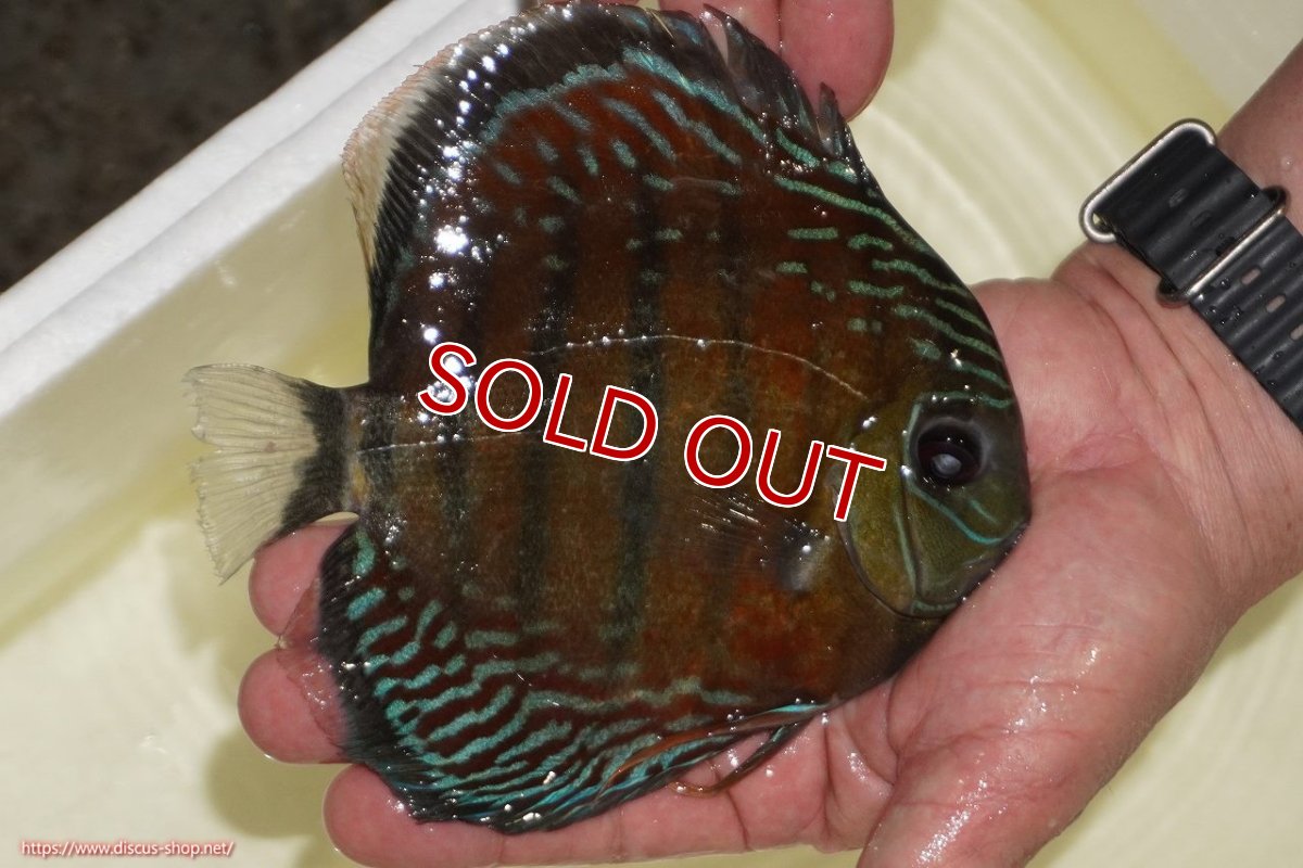 画像6: 【サマーセール対象個体　２匹以上でクーポンご利用で20％OFF】【ワイルドディスカス】【通販】【紅赤必至の産地】ラーゴイナヌ　タイプレッドエディ（左鰓やや欠けあり）【個体販売】15-17ｃｍ（生体）ラーゴイナヌ産 (6)