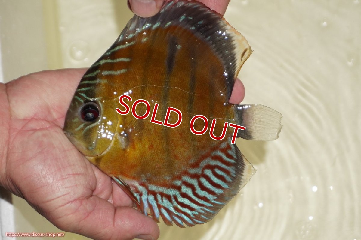 画像1: 【30周年記念セール対象個体】【ワイルドディスカス】【通販】【紅赤必至の産地】ラーゴイナヌ レッドデヴィル【個体販売】15-17ｃｍ（生体）ラーゴイナヌ産 (1)