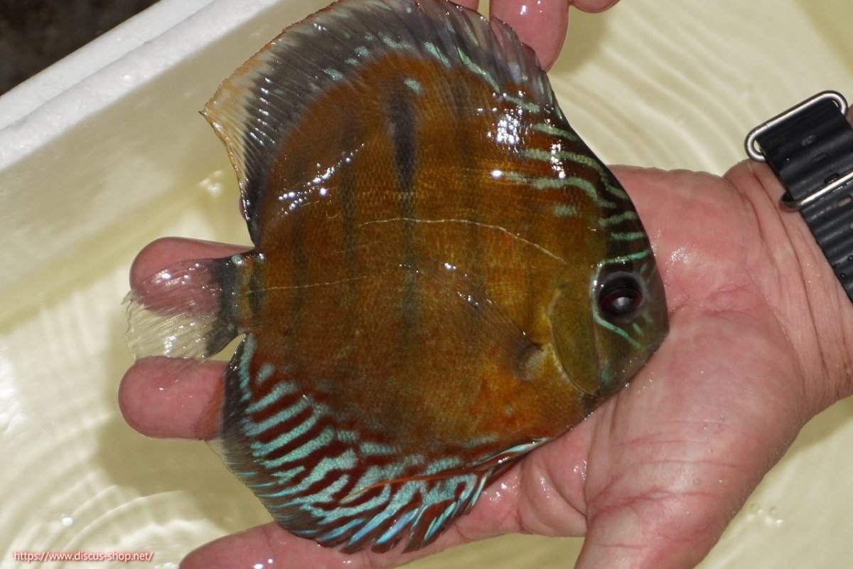 画像2: 【決算セール対象個体】【ワイルドディスカス】【通販】【紅赤必至の産地】ラーゴイナヌ レッドデヴィル【個体販売】15-17ｃｍ（生体）ラーゴイナヌ産 (2)