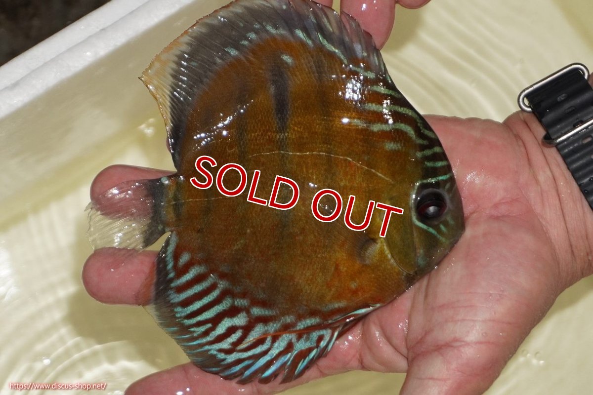 画像2: 【30周年記念セール対象個体】【ワイルドディスカス】【通販】【紅赤必至の産地】ラーゴイナヌ レッドデヴィル【個体販売】15-17ｃｍ（生体）ラーゴイナヌ産 (2)