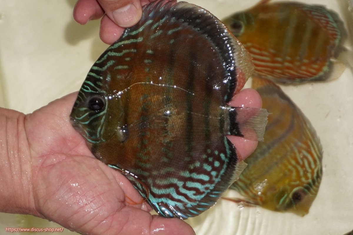 画像1: 【決算セール対象個体】【ワイルドディスカス】【通販】【紅赤必至の産地】ラーゴイナヌ レッドデヴィル【個体販売】15-17ｃｍ（生体）ラーゴイナヌ産 (1)