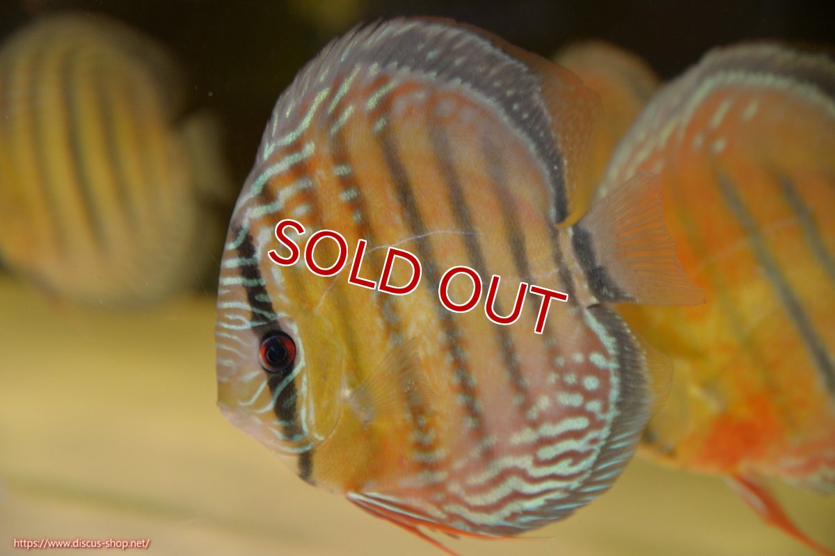 画像1: 【決算セール対象個体】【ワイルドディスカス】【通販】【紅赤必至の産地】ラーゴイナヌ レッドデヴィル【個体販売】15-17ｃｍ（生体）ラーゴイナヌ産 (1)