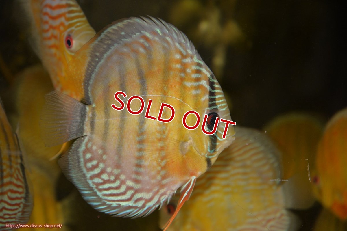 画像2: 【決算セール対象個体】【ワイルドディスカス】【通販】【紅赤必至の産地】ラーゴイナヌ レッドデヴィル【個体販売】15-17ｃｍ（生体）ラーゴイナヌ産 (2)