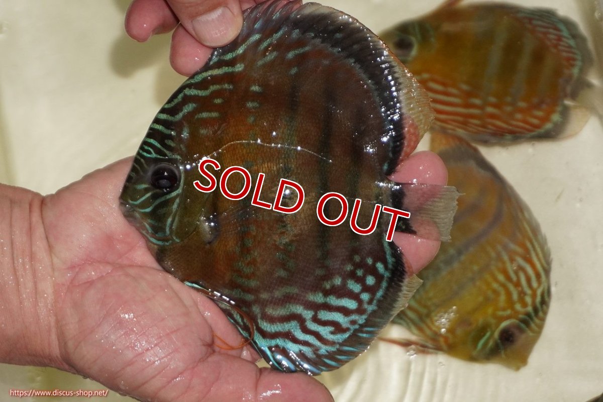 画像3: 【決算セール対象個体】【ワイルドディスカス】【通販】【紅赤必至の産地】ラーゴイナヌ レッドデヴィル【個体販売】15-17ｃｍ（生体）ラーゴイナヌ産 (3)