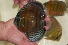 画像3: 【決算セール対象個体】【ワイルドディスカス】【通販】【紅赤必至の産地】ラーゴイナヌ レッドデヴィル【個体販売】15-17ｃｍ（生体）ラーゴイナヌ産 (3)