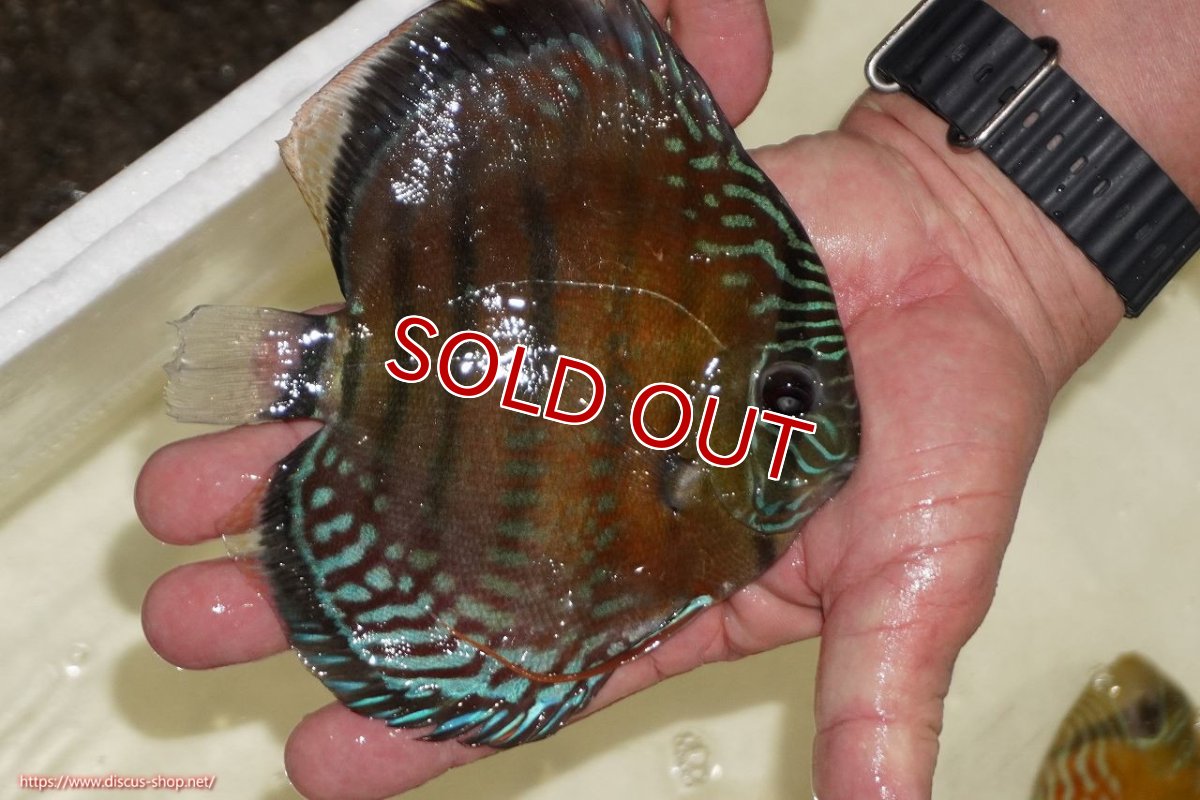 画像4: 【決算セール対象個体】【ワイルドディスカス】【通販】【紅赤必至の産地】ラーゴイナヌ レッドデヴィル【個体販売】15-17ｃｍ（生体）ラーゴイナヌ産 (4)