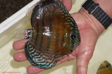 画像4: 【決算セール対象個体】【ワイルドディスカス】【通販】【紅赤必至の産地】ラーゴイナヌ レッドデヴィル【個体販売】15-17ｃｍ（生体）ラーゴイナヌ産 (4)