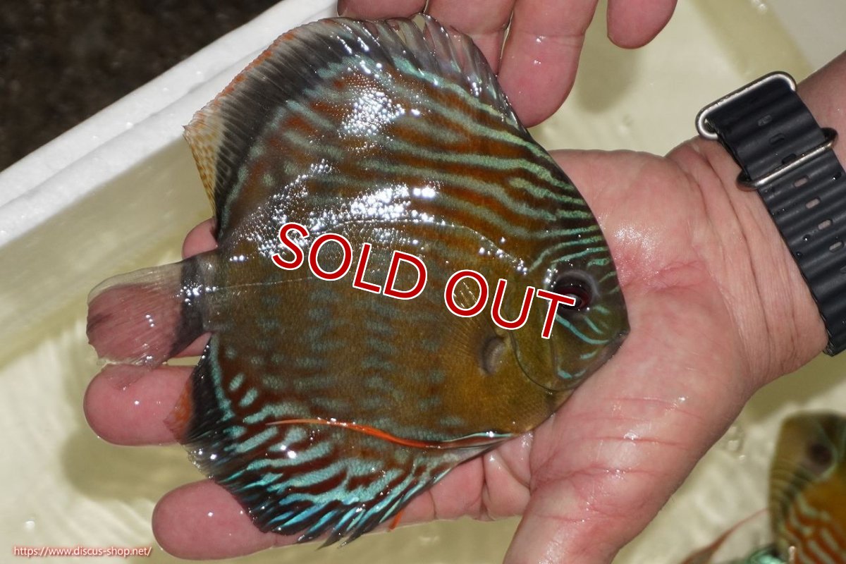 画像2: 【決算セール対象個体】【ワイルドディスカス】【通販】【紅赤必至の産地】ラーゴイナヌ　タイプレッドエディ【個体販売】15-17ｃｍ（生体）ラーゴイナヌ産 (2)