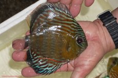 画像2: 【決算セール対象個体】【ワイルドディスカス】【通販】【紅赤必至の産地】ラーゴイナヌ　タイプレッドエディ【個体販売】15-17ｃｍ（生体）ラーゴイナヌ産 (2)