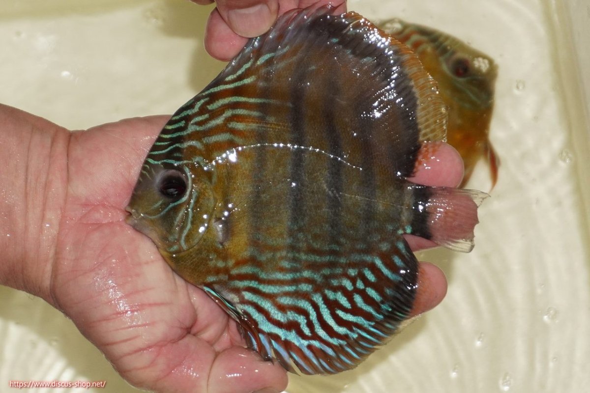 画像1: 【決算セール対象個体】【ワイルドディスカス】【通販】【紅赤必至の産地】ラーゴイナヌ　タイプレッドエディ【個体販売】15-17ｃｍ（生体）ラーゴイナヌ産 (1)