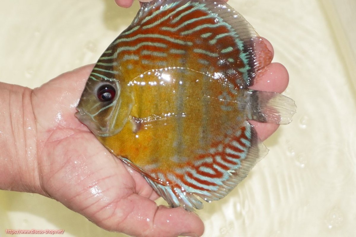 画像1: 【決算セール対象個体】【ワイルドディスカス】【通販】【紅赤必至の産地】ラーゴイナヌ　タイプレッドエディ【個体販売】15-17ｃｍ（生体）ラーゴイナヌ産 (1)