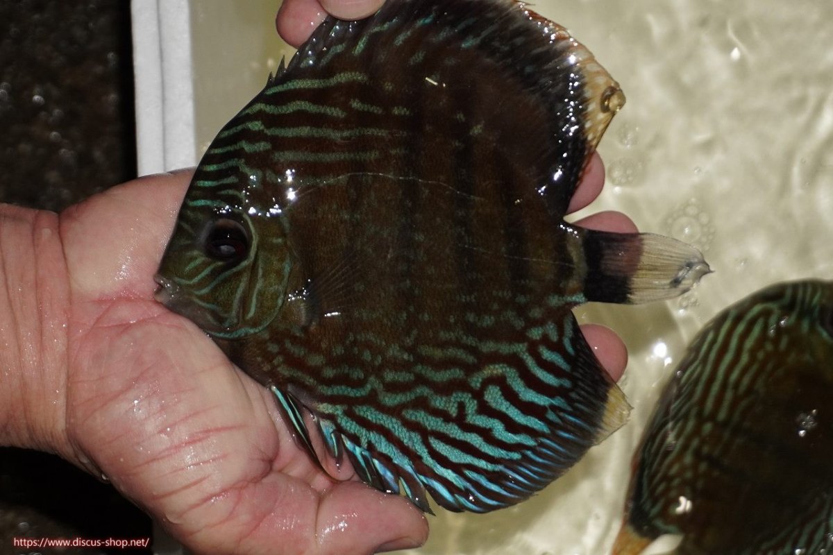 画像1: 【決算セール対象個体】【ワイルドディスカス】【通販】【紅赤必至の産地】ラーゴイナヌ　タイプレッドエディ【個体販売】15-17ｃｍ（生体）ラーゴイナヌ産 (1)