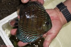 画像2: 【決算セール対象個体】【ワイルドディスカス】【通販】【紅赤必至の産地】ラーゴイナヌ　タイプレッドエディ【個体販売】15-17ｃｍ（生体）ラーゴイナヌ産 (2)