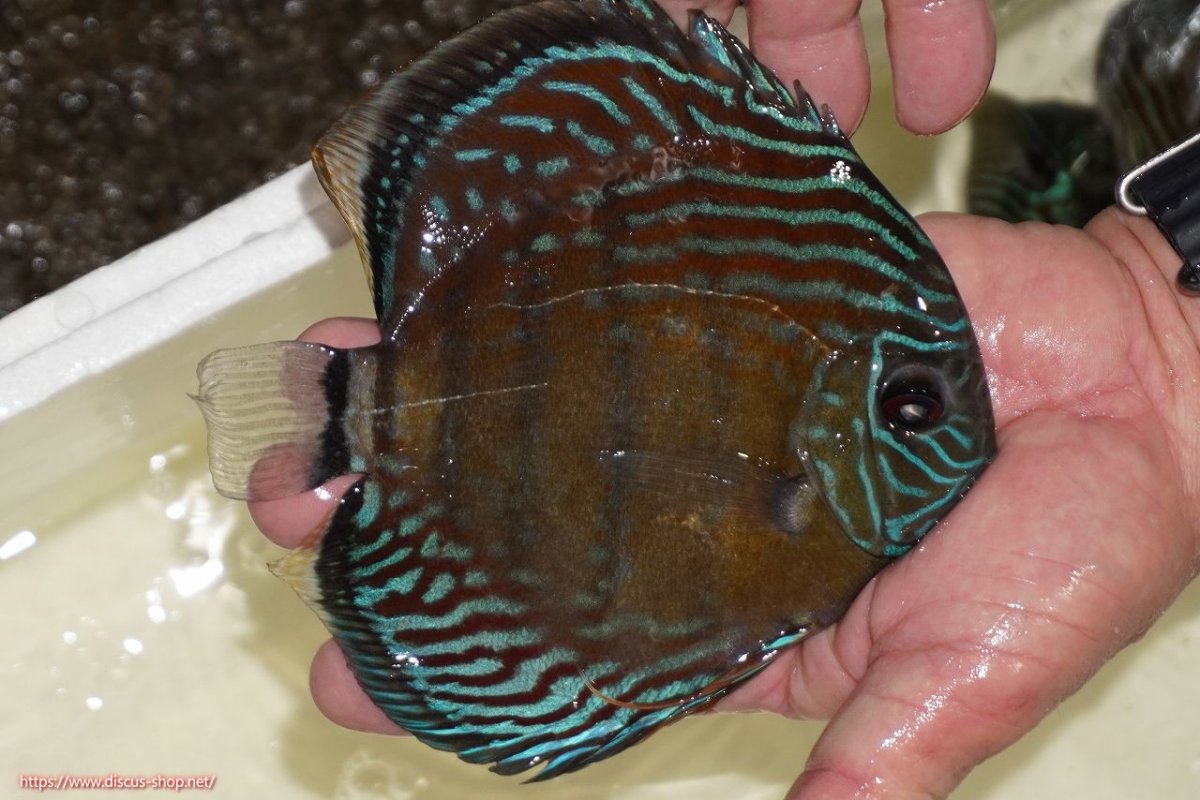 画像2: 【決算セール対象個体】【ワイルドディスカス】【通販】【紅赤必至の産地】ラーゴイナヌ　タイプレッドエディ【個体販売】15-17ｃｍ（生体）ラーゴイナヌ産 (2)