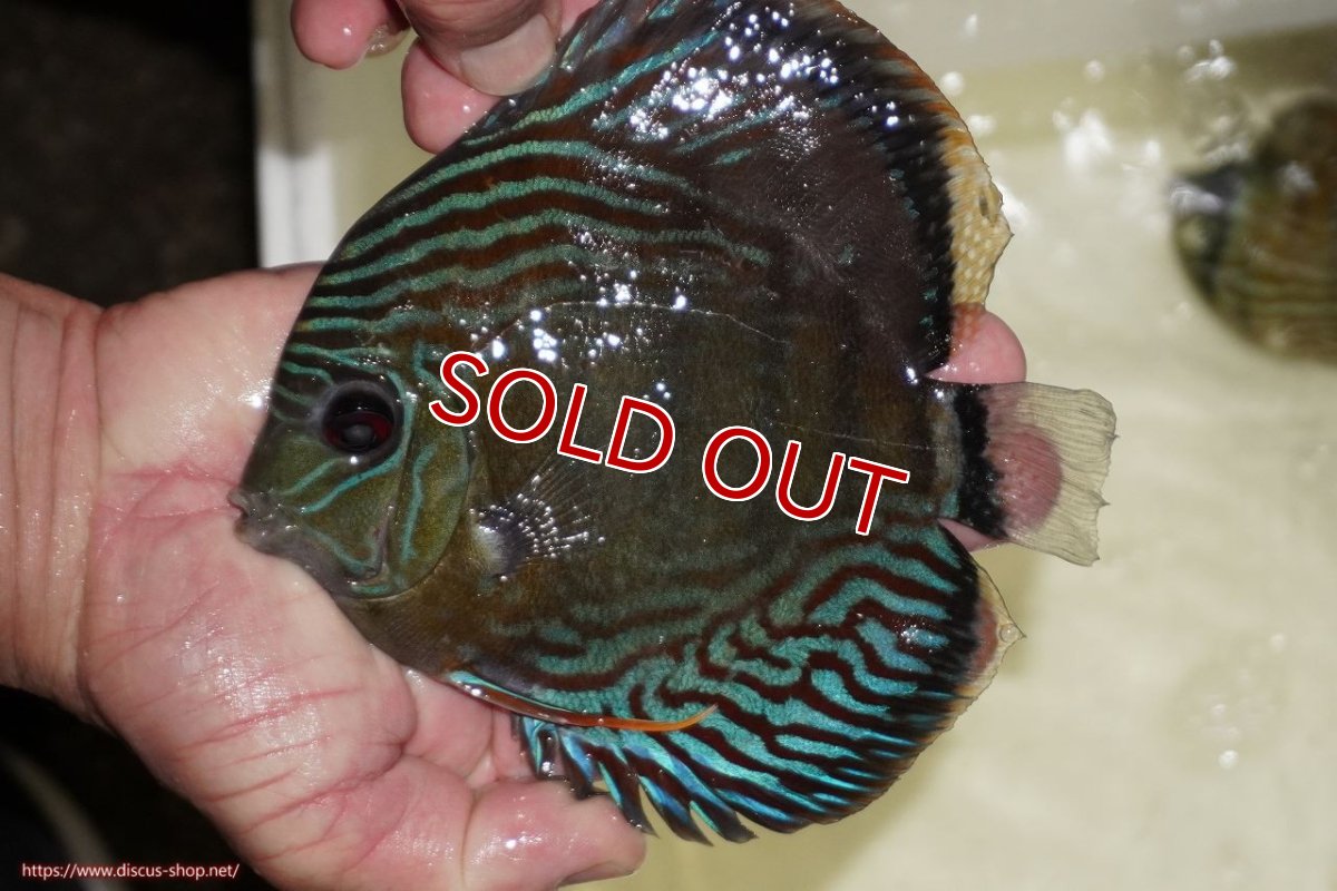 画像1: 【決算セール対象個体】【ワイルドディスカス】【通販】【紅赤必至の産地】ラーゴイナヌ　タイプレッドエディ【個体販売】15-17ｃｍ（生体）ラーゴイナヌ産 (1)