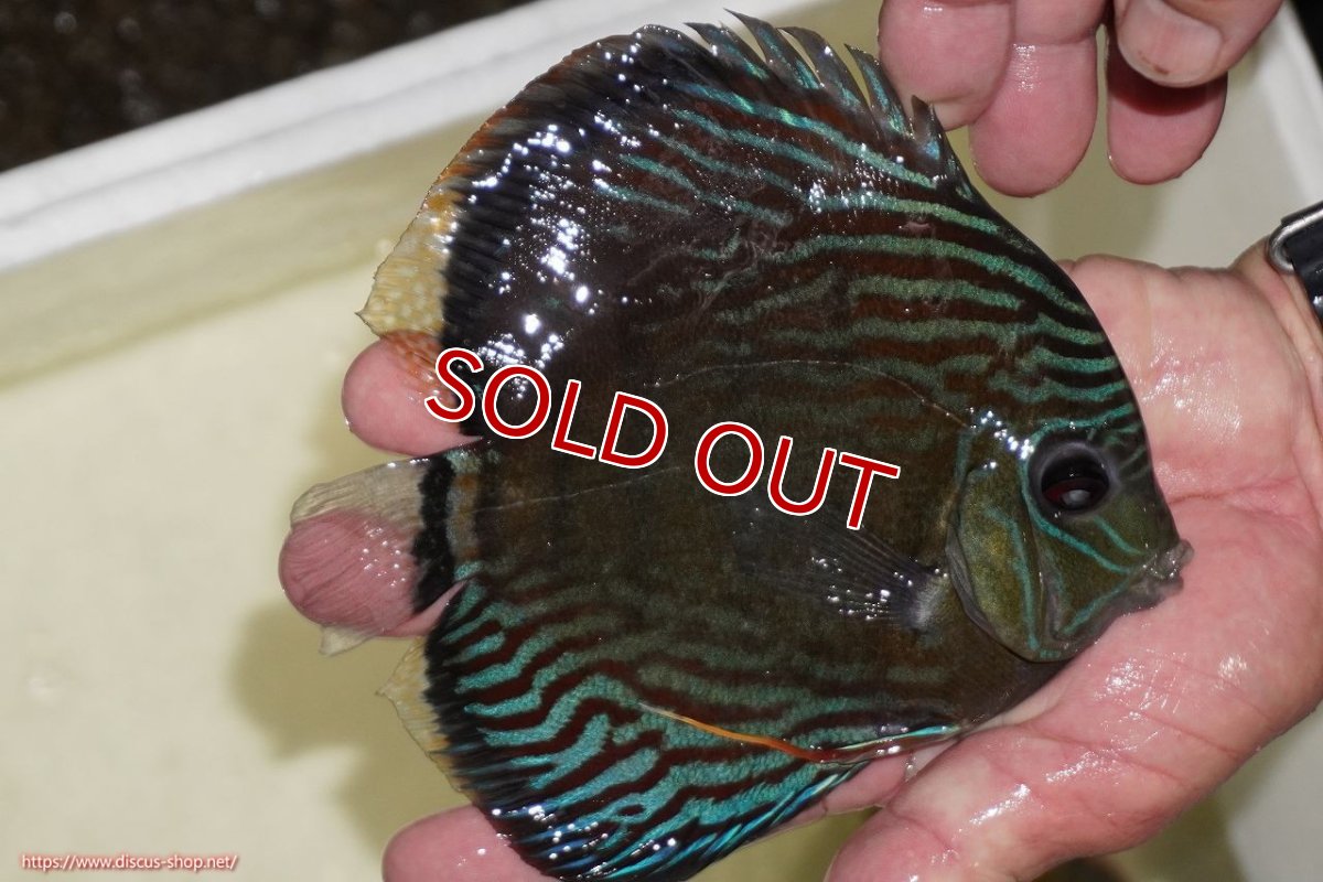 画像2: 【決算セール対象個体】【ワイルドディスカス】【通販】【紅赤必至の産地】ラーゴイナヌ　タイプレッドエディ【個体販売】15-17ｃｍ（生体）ラーゴイナヌ産 (2)