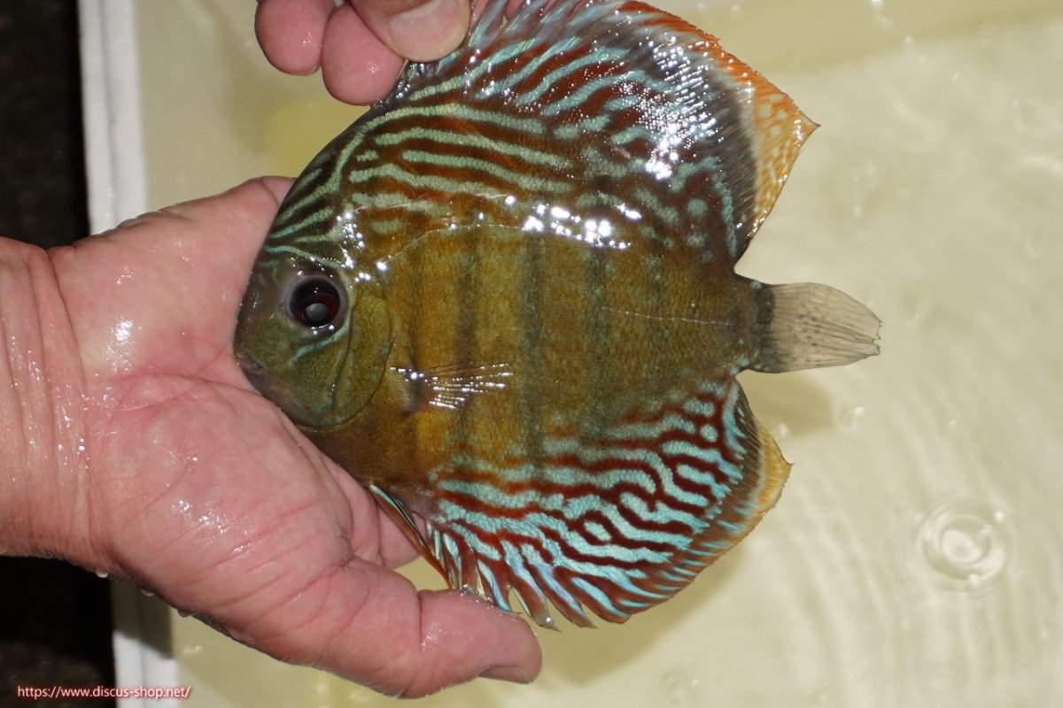 画像1: 【決算セール対象個体】【ワイルドディスカス】【通販】【紅赤必至の産地】ラーゴイナヌ　タイプレッドエディ【個体販売】15-17ｃｍ（生体）ラーゴイナヌ産 (1)