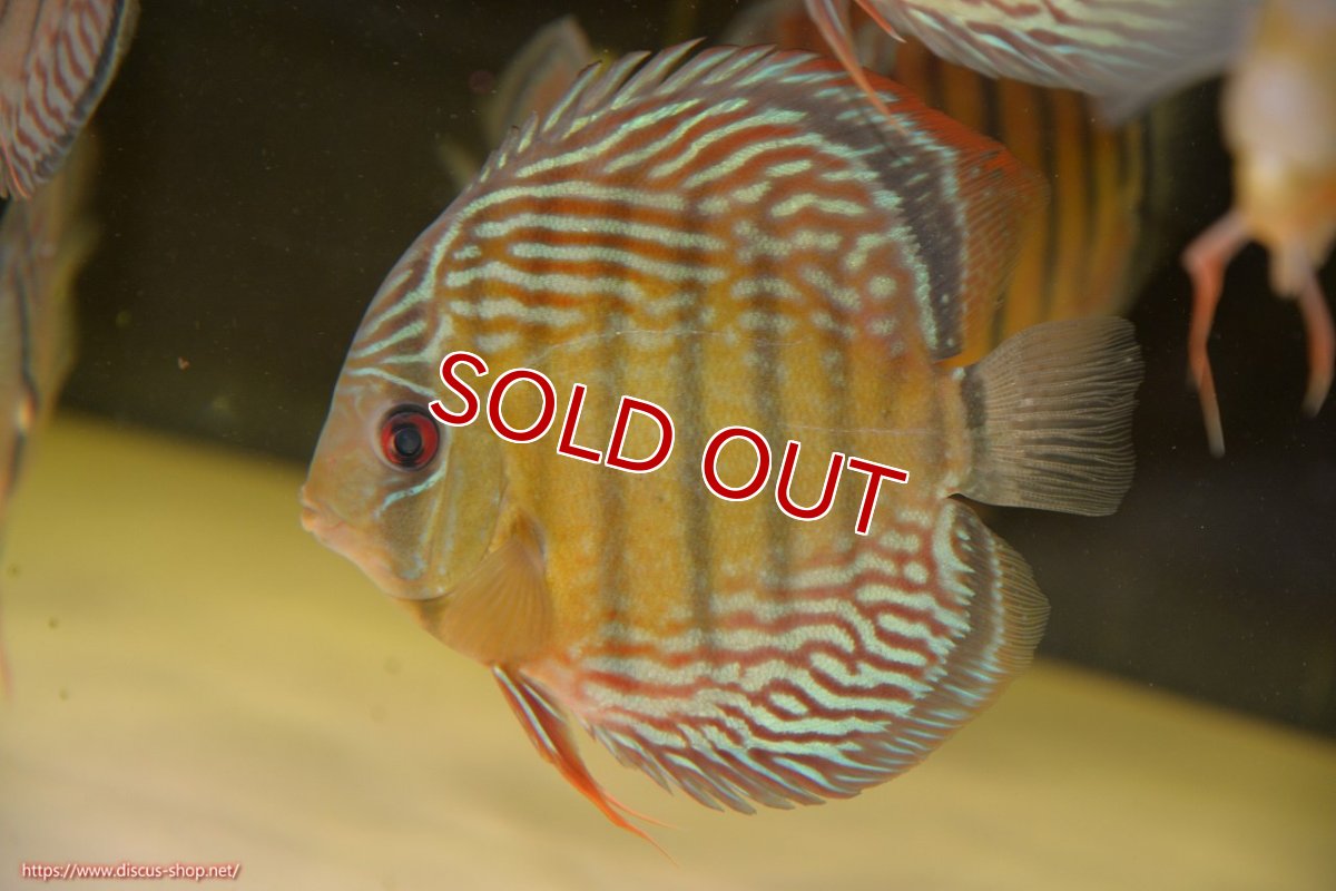 画像1: 【決算セール対象個体】【ワイルドディスカス】【通販】【紅赤必至の産地】ラーゴイナヌ　タイプレッドエディ【個体販売】15-17ｃｍ（生体）ラーゴイナヌ産 (1)