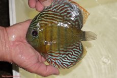 画像1: 【決算セール対象個体】【ワイルドディスカス】【通販】【紅赤必至の産地】ラーゴイナヌ　タイプレッドエディ【個体販売】15-17ｃｍ（生体）ラーゴイナヌ産 (1)