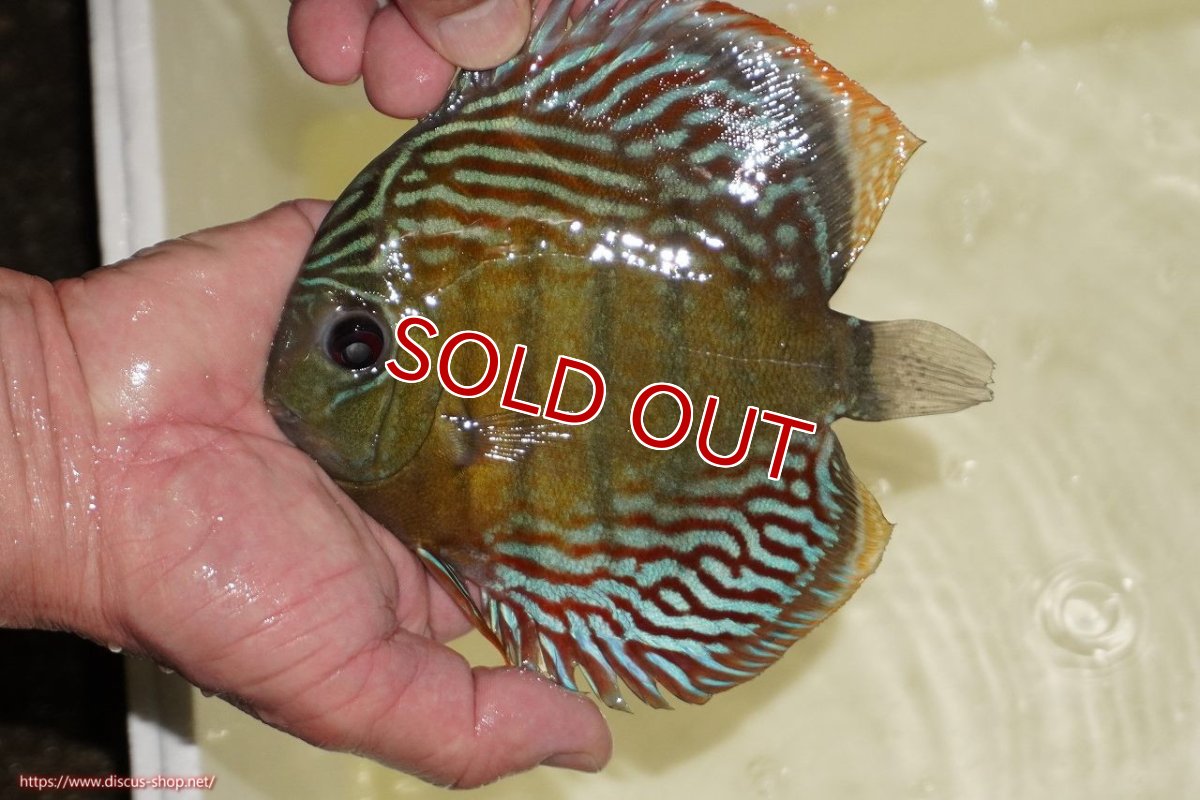 画像2: 【決算セール対象個体】【ワイルドディスカス】【通販】【紅赤必至の産地】ラーゴイナヌ　タイプレッドエディ【個体販売】15-17ｃｍ（生体）ラーゴイナヌ産 (2)