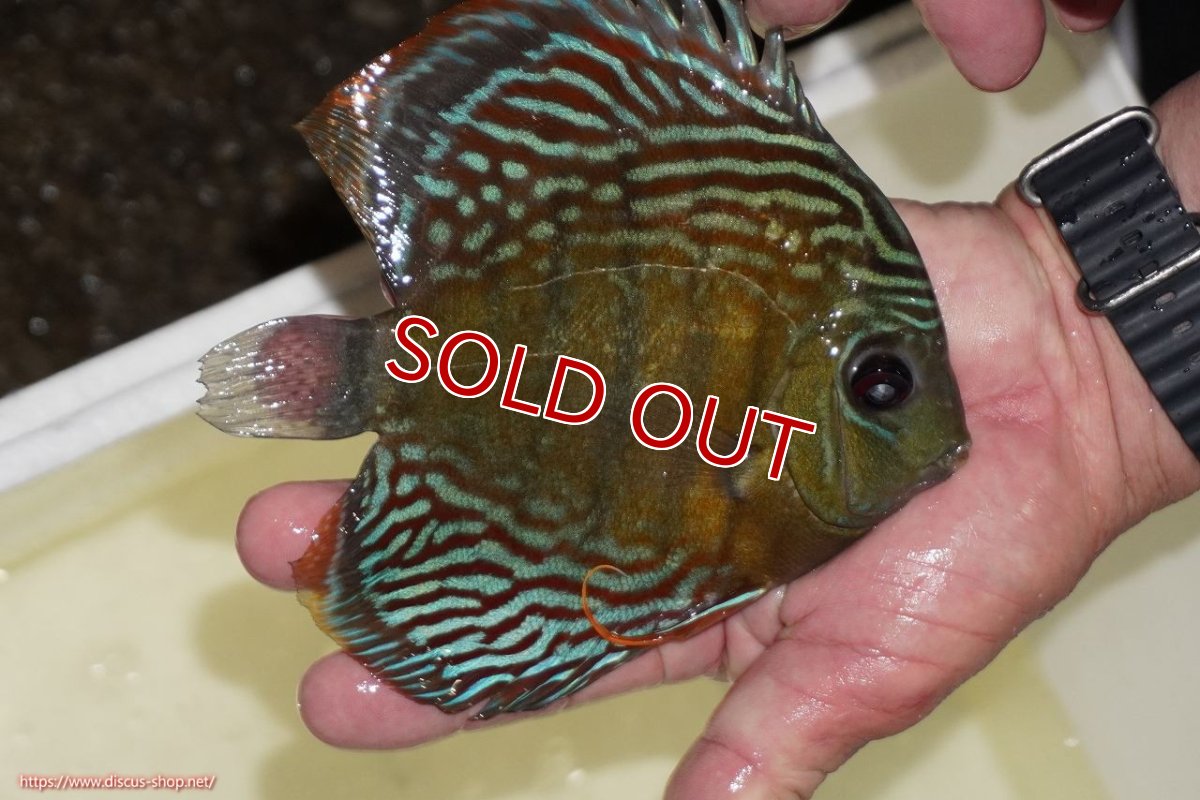 画像3: 【決算セール対象個体】【ワイルドディスカス】【通販】【紅赤必至の産地】ラーゴイナヌ　タイプレッドエディ【個体販売】15-17ｃｍ（生体）ラーゴイナヌ産 (3)