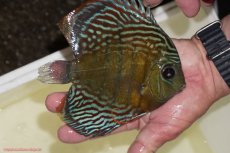 画像3: 【決算セール対象個体】【ワイルドディスカス】【通販】【紅赤必至の産地】ラーゴイナヌ　タイプレッドエディ【個体販売】15-17ｃｍ（生体）ラーゴイナヌ産 (3)