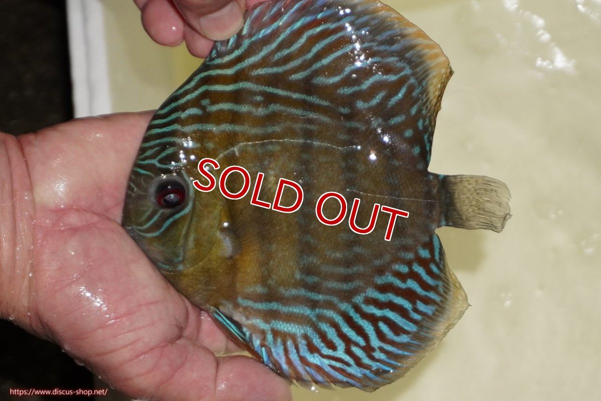 画像1: 【決算セール対象個体】【ワイルドディスカス】【通販】【紅赤必至の産地】ラーゴイナヌ　タイプレッドエディ【個体販売】15-17ｃｍ（生体）ラーゴイナヌ産 (1)