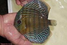 画像1: 【決算セール対象個体】【ワイルドディスカス】【通販】【紅赤必至の産地】ラーゴイナヌ　タイプレッドエディ【個体販売】15-17ｃｍ（生体）ラーゴイナヌ産 (1)