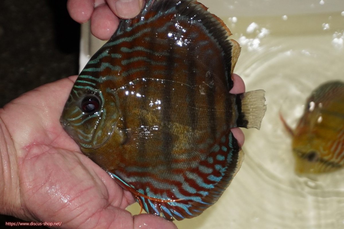 画像1: 【決算セール対象個体】【ワイルドディスカス】【通販】【紅赤必至の産地】ラーゴイナヌ　タイプレッドエディ【個体販売】15-17ｃｍ（生体）ラーゴイナヌ産 (1)