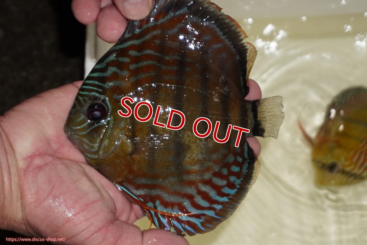 画像1: 【決算セール対象個体】【ワイルドディスカス】【通販】【紅赤必至の産地】ラーゴイナヌ　タイプレッドエディ【個体販売】15-17ｃｍ（生体）ラーゴイナヌ産 (1)