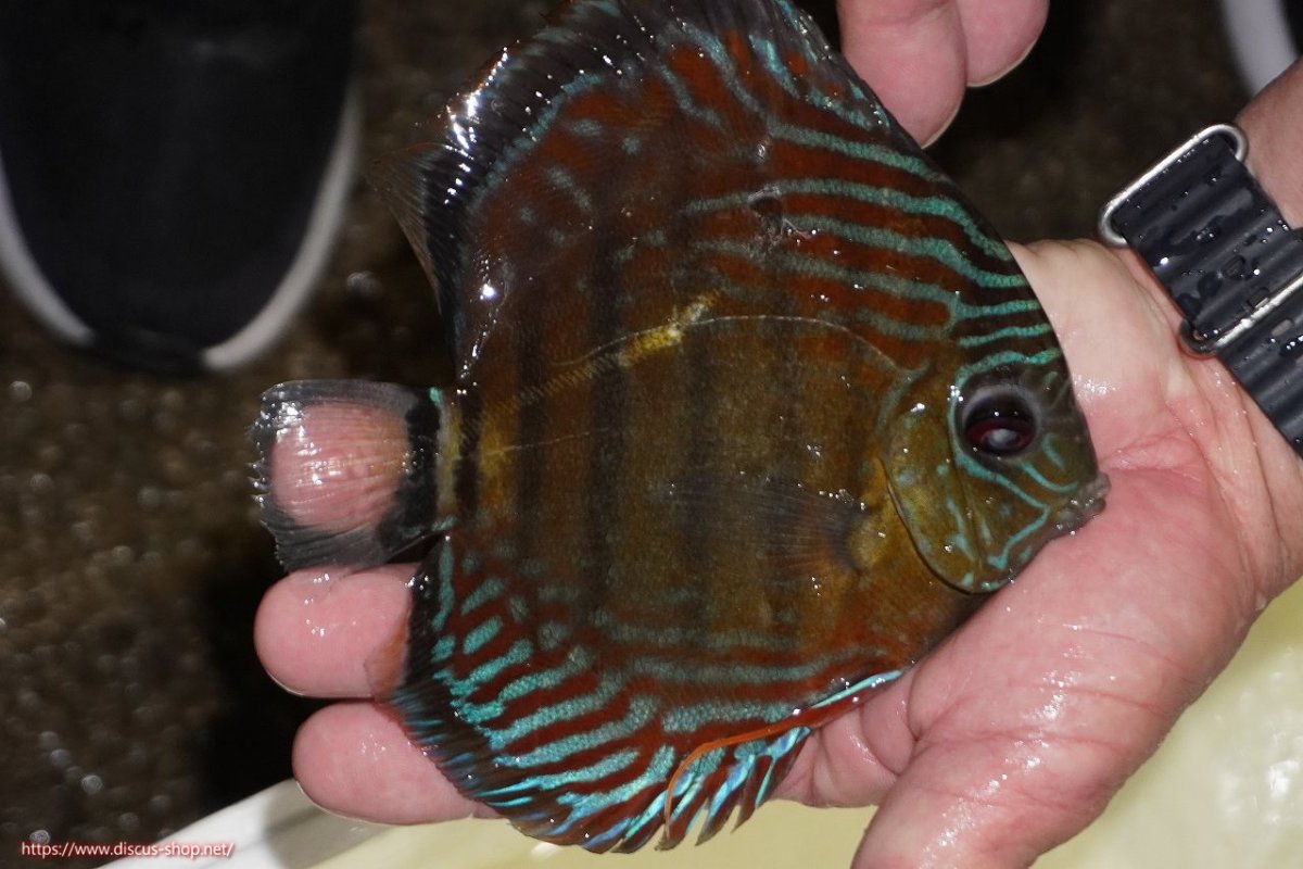 画像2: 【決算セール対象個体】【ワイルドディスカス】【通販】【紅赤必至の産地】ラーゴイナヌ　タイプレッドエディ【個体販売】15-17ｃｍ（生体）ラーゴイナヌ産 (2)