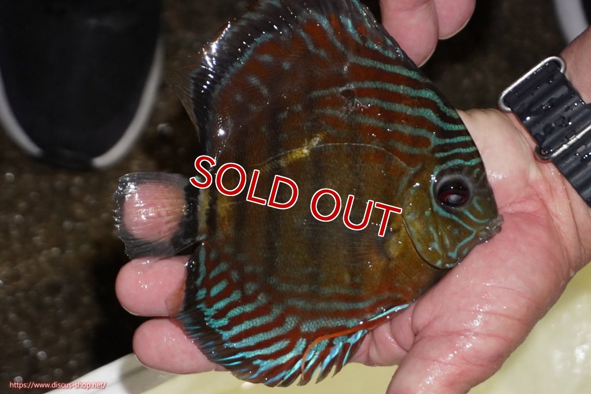 画像2: 【決算セール対象個体】【ワイルドディスカス】【通販】【紅赤必至の産地】ラーゴイナヌ　タイプレッドエディ【個体販売】15-17ｃｍ（生体）ラーゴイナヌ産 (2)