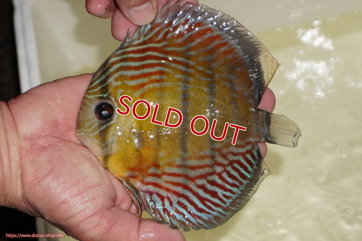 画像1: 【決算セール対象個体】【ワイルドディスカス】【通販】【紅赤必至の産地】ラーゴイナヌ　タイプレッドエディ（オレンジ目）【個体販売】15-17ｃｍ（生体）ラーゴイナヌ産 (1)
