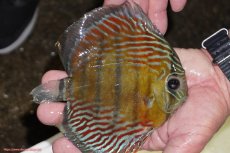 画像2: 【決算セール対象個体】【ワイルドディスカス】【通販】【紅赤必至の産地】ラーゴイナヌ　タイプレッドエディ（オレンジ目）【個体販売】15-17ｃｍ（生体）ラーゴイナヌ産 (2)