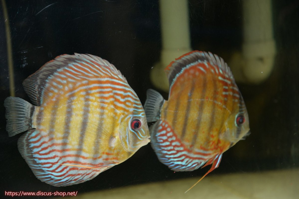 画像1: 【30周年記念セール対象個体】【ワイルドディスカス】【通販】【紅赤必至の産地】ラーゴイナヌ タイプレッドエディ♂ レッドデヴィル♀【個体ペア販売】15-16ｃｍ（生体）ラーゴイナヌ産 (1)