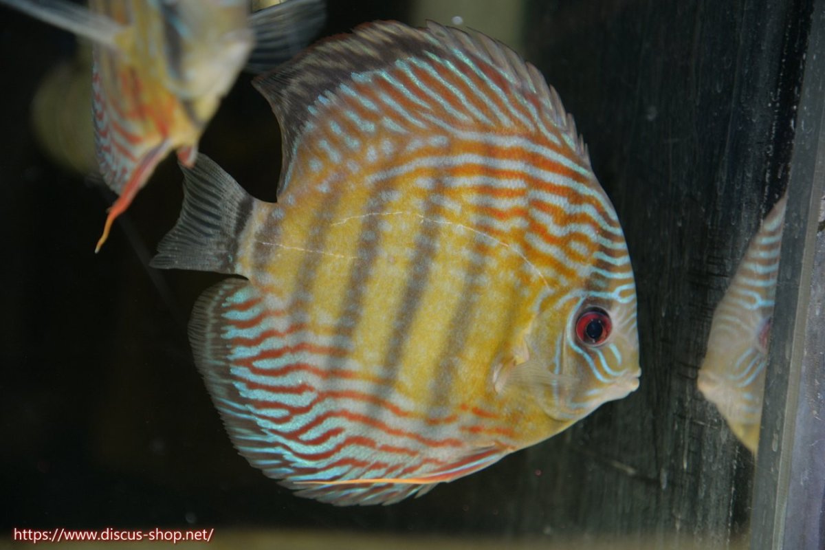 画像2: 【30周年記念セール対象個体】【ワイルドディスカス】【通販】【紅赤必至の産地】ラーゴイナヌ タイプレッドエディ♂ レッドデヴィル♀【個体ペア販売】15-16ｃｍ（生体）ラーゴイナヌ産 (2)