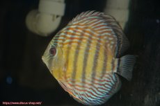 画像3: 【30周年記念セール対象個体】【ワイルドディスカス】【通販】【紅赤必至の産地】ラーゴイナヌ タイプレッドエディ♂ レッドデヴィル♀【個体ペア販売】15-16ｃｍ（生体）ラーゴイナヌ産 (3)