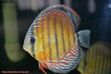 画像5: 【30周年記念セール対象個体】【ワイルドディスカス】【通販】【紅赤必至の産地】ラーゴイナヌ タイプレッドエディ♂ レッドデヴィル♀【個体ペア販売】15-16ｃｍ（生体）ラーゴイナヌ産 (5)