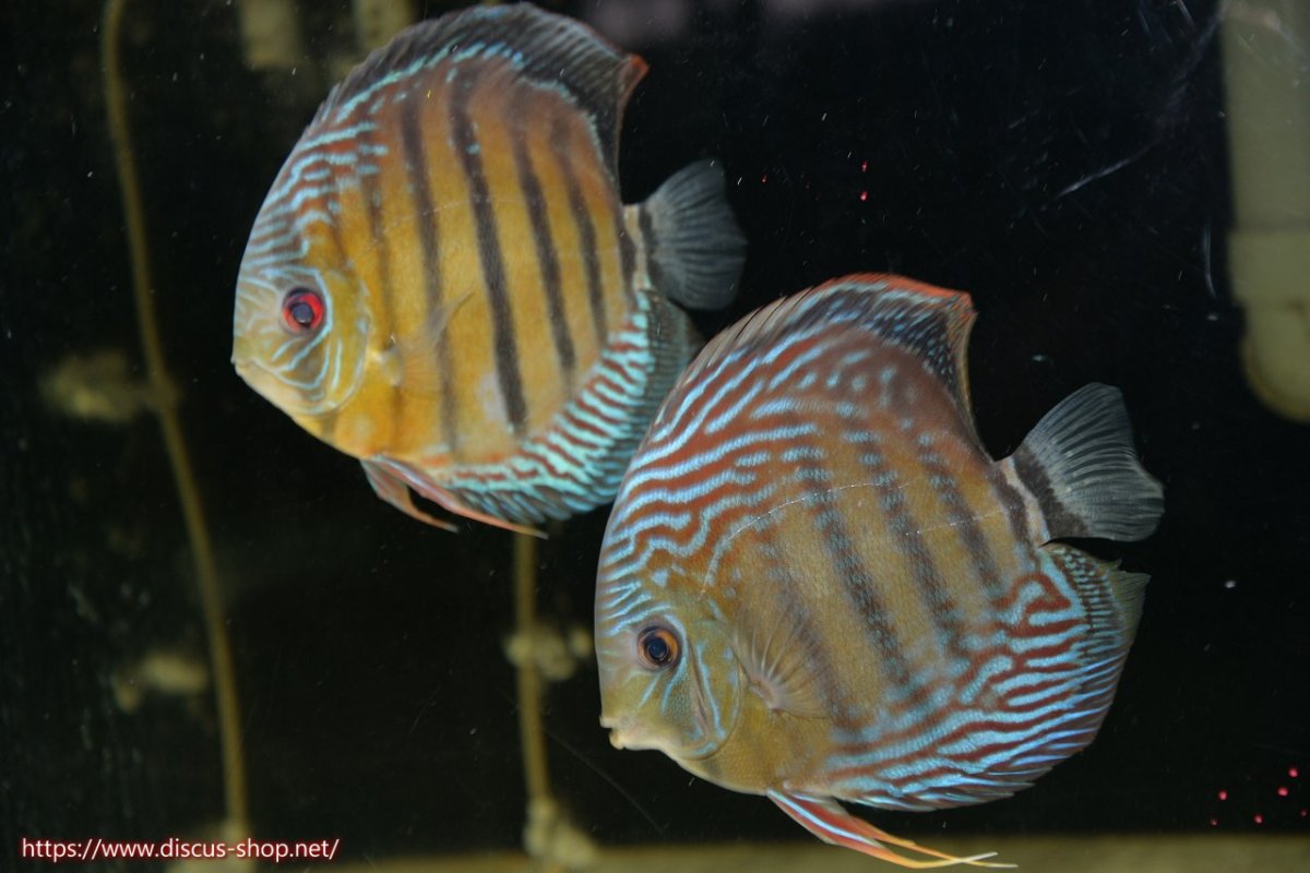 画像1: 【30周年記念セール対象個体】【ワイルドディスカス】【通販】【紅赤必至の産地】ラーゴイナヌ タイプレッドエディ（金目）♂ レッドデヴィル♀【個体ペア販売】15-16ｃｍ（生体）ラーゴイナヌ産 (1)