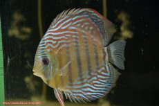 画像3: 【30周年記念セール対象個体】【ワイルドディスカス】【通販】【紅赤必至の産地】ラーゴイナヌ タイプレッドエディ（金目）♂ レッドデヴィル♀【個体ペア販売】15-16ｃｍ（生体）ラーゴイナヌ産 (3)