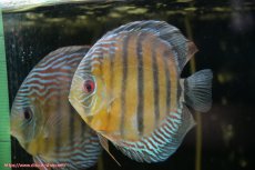 画像5: 【30周年記念セール対象個体】【ワイルドディスカス】【通販】【紅赤必至の産地】ラーゴイナヌ タイプレッドエディ（金目）♂ レッドデヴィル♀【個体ペア販売】15-16ｃｍ（生体）ラーゴイナヌ産 (5)