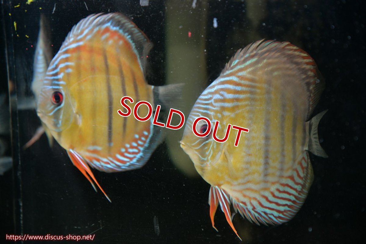 画像1: 【クーポン対象個体ペアは2匹分 2匹購入で15%OFF 3匹購入で20%OFF】【ワイルドディスカス】【通販】【紅赤必至の産地】ラーゴイナヌ タイプレッドエディ♂ レッドデヴィル♀【個体ペア販売】15-16ｃｍ（生体）ラーゴイナヌ産 (1)