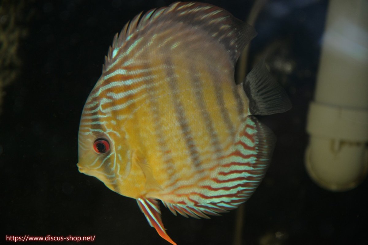 画像3: 【30周年記念セール対象個体】【ワイルドディスカス】【通販】【紅赤必至の産地】ラーゴイナヌ タイプレッドエディ♂ レッドデヴィル♀【個体ペア販売】15-16ｃｍ（生体）ラーゴイナヌ産 (3)