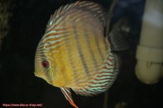 画像3: 【30周年記念セール対象個体】【ワイルドディスカス】【通販】【紅赤必至の産地】ラーゴイナヌ タイプレッドエディ♂ レッドデヴィル♀【個体ペア販売】15-16ｃｍ（生体）ラーゴイナヌ産 (3)