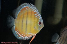 画像4: 【30周年記念セール対象個体】【ワイルドディスカス】【通販】【紅赤必至の産地】ラーゴイナヌ タイプレッドエディ♂ レッドデヴィル♀【個体ペア販売】15-16ｃｍ（生体）ラーゴイナヌ産 (4)