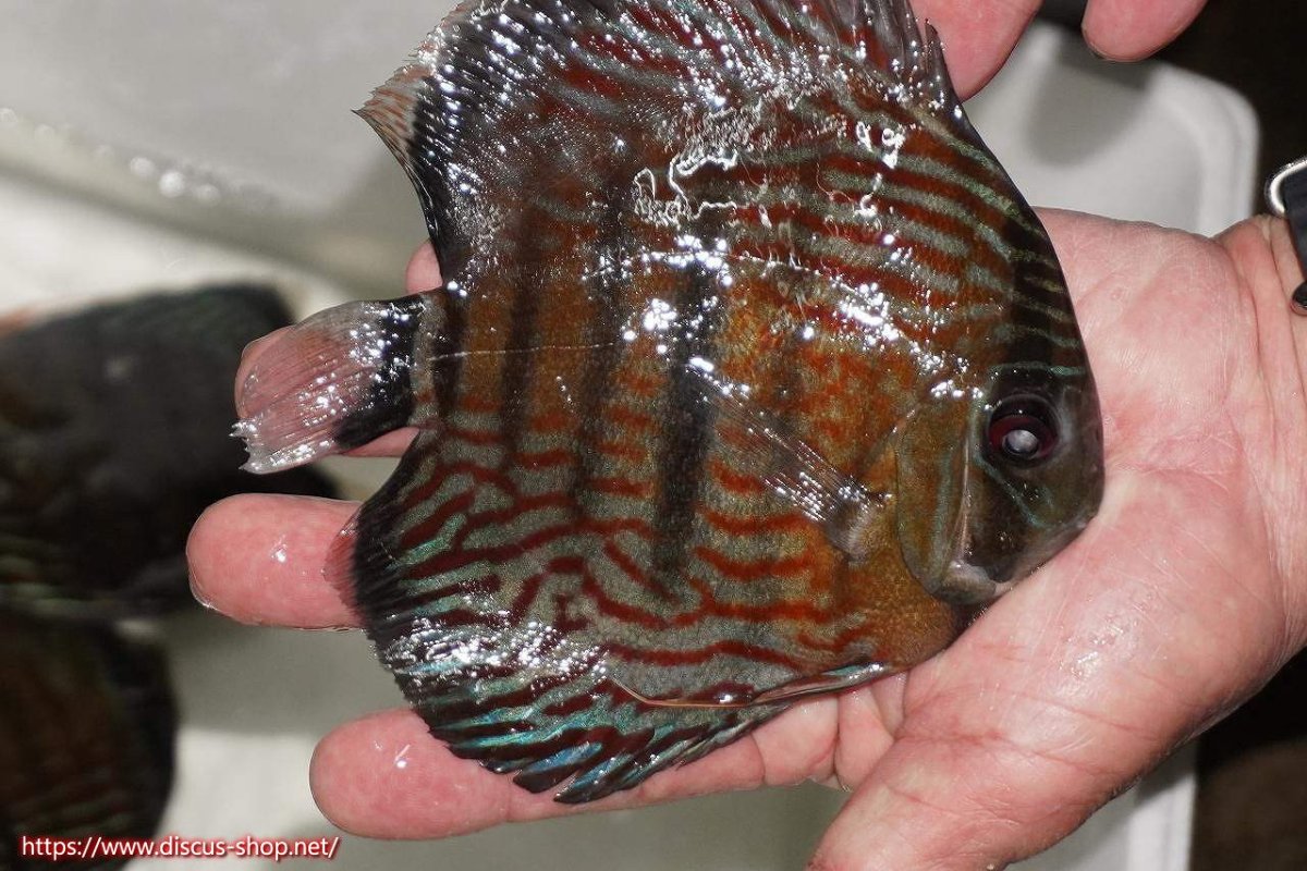 画像2: 【30周年記念セール対象個体】【ワイルドディスカス】【通販】【紅赤必至の産地】ラーゴイナヌ タイプロイヤルレッドエディ【個体販売】15-16ｃｍ（生体）ラーゴイナヌ産 (2)