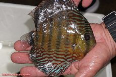 画像2: 【30周年記念セール対象個体】【ワイルドディスカス】【通販】【紅赤必至の産地】ラーゴイナヌ　タイプレッドエディ【個体販売】15-16ｃｍ（生体）ラーゴイナヌ産 (2)