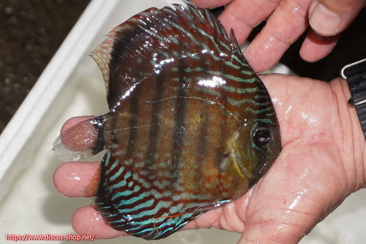 画像2: 【30周年記念セール対象個体】【ワイルドディスカス】【通販】【紅赤必至の産地】ラーゴイナヌ　タイプレッドエディ【個体販売】15-16ｃｍ（生体）ラーゴイナヌ産 (2)