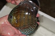 画像1: 【30周年記念セール対象個体】【ワイルドディスカス】【通販】【紅赤必至の産地】ラーゴイナヌ　タイプレッドエディ【個体販売】15-16ｃｍ（生体）ラーゴイナヌ産 (1)